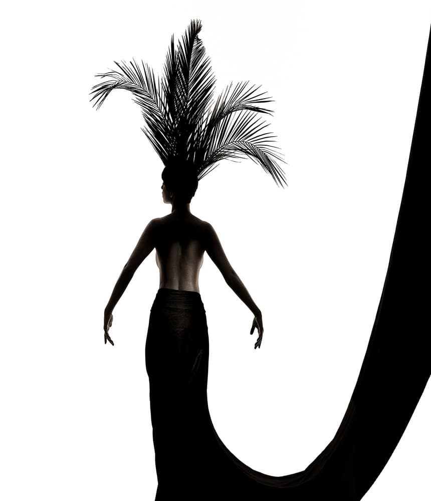 Elegant Palm Silhouette by Anders Kustås — canvas wall art