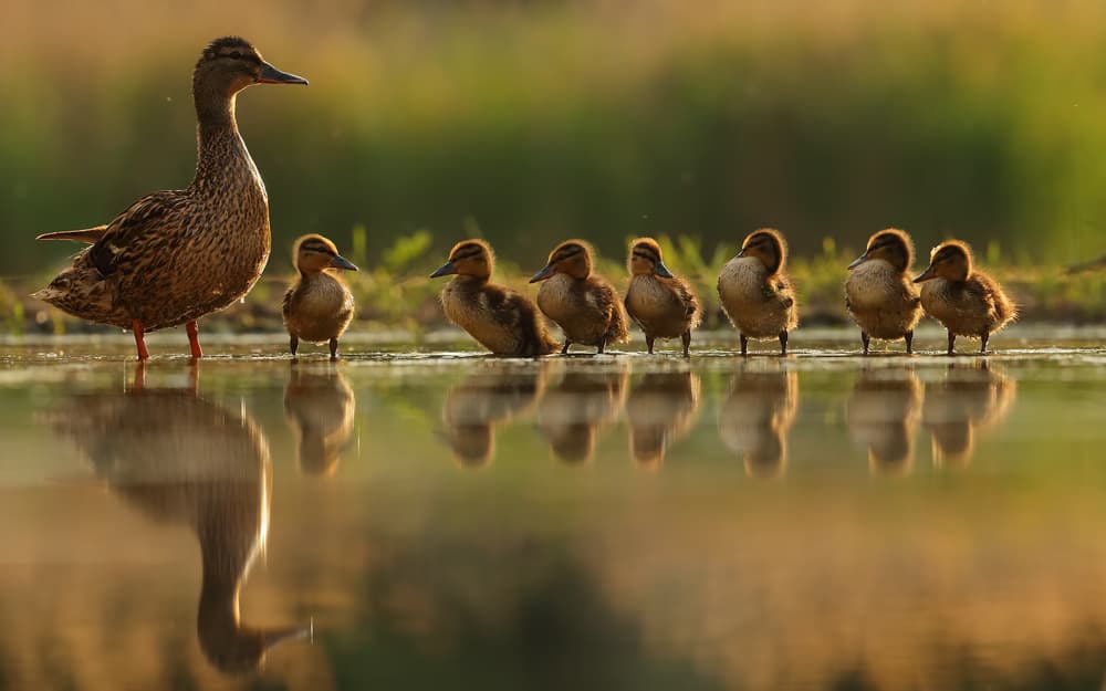 Duck Family Reflections by Assaf Gavra — canvas wall art