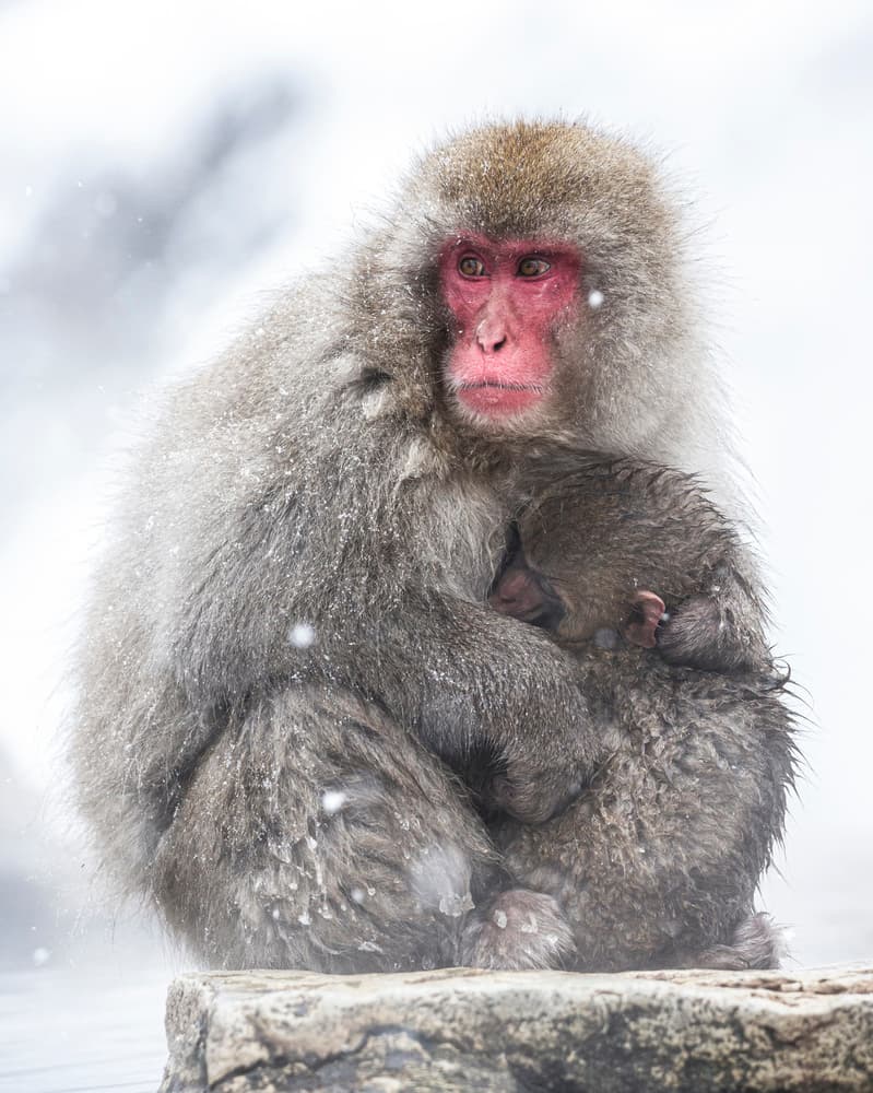 Japanese Snow Monkey Family by Ozan AKTAS — canvas wall art