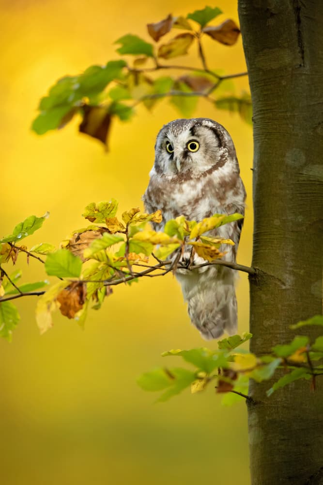 Golden Forest Owl by Milan Zygmunt — canvas wall art