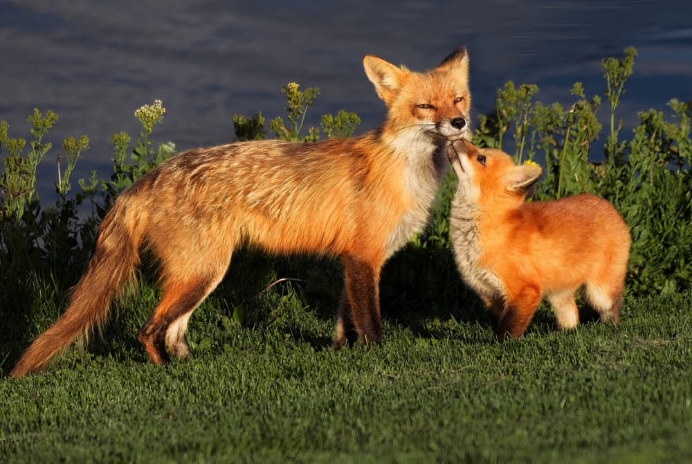 Red Fox Family Bond by DonnaHom APA — canvas wall art
