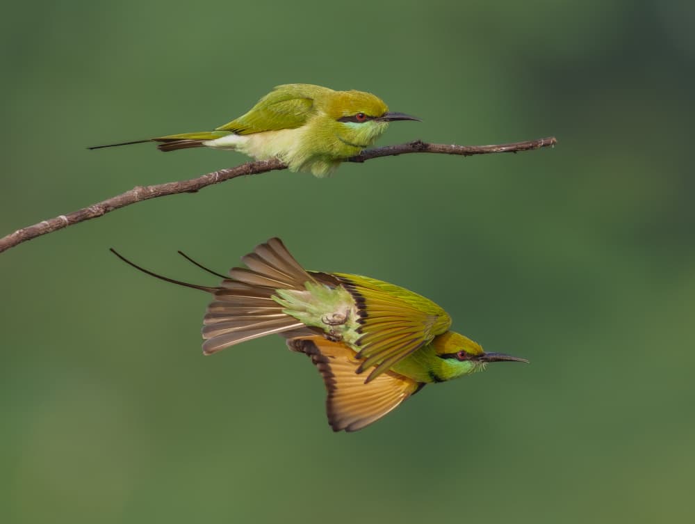 Green Bee-eaters In Flight by Rajat Dhesi — canvas wall art