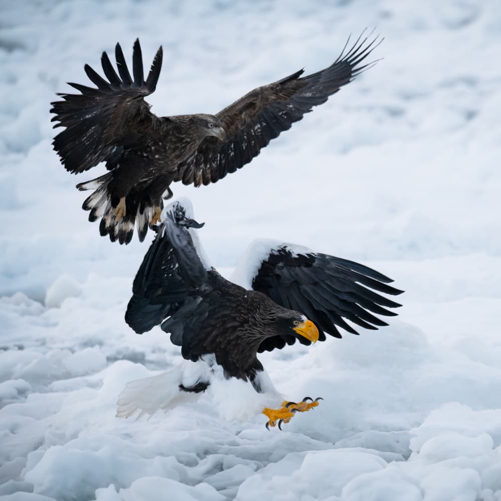 Eagles Battle in Winter by Chao Feng 天馬 — canvas wall art