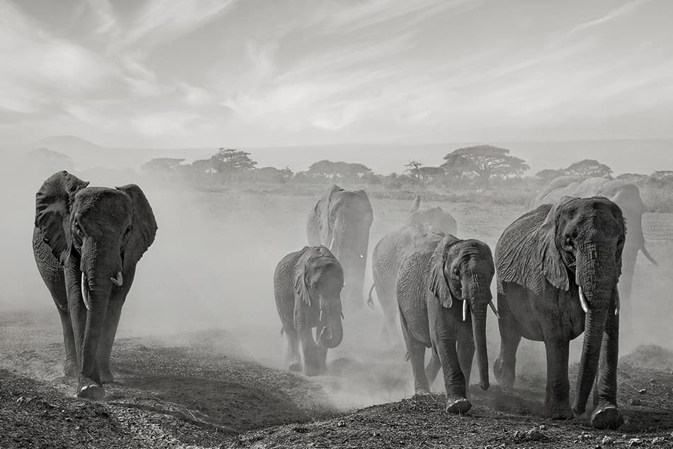 Elephants In Dust by Mathilde Guillemot — canvas wall art