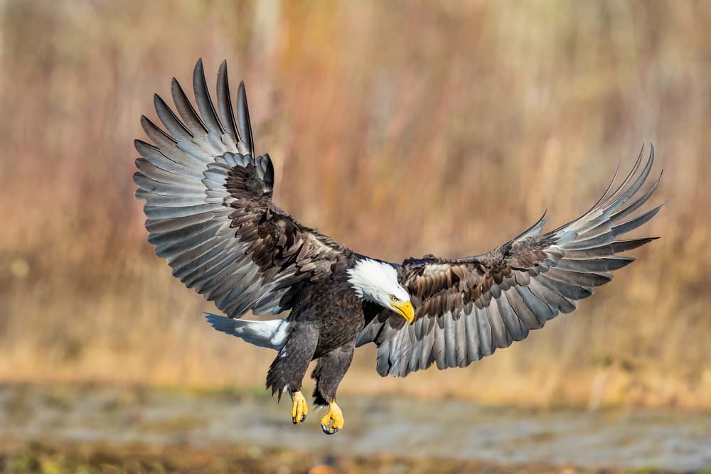 Majestic Bald Eagle Flight by Mike Centioli — canvas wall art