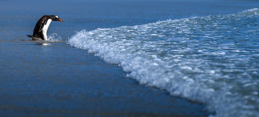 Gentoo Penguin Ocean Wave by Hung Tsui — canvas wall art