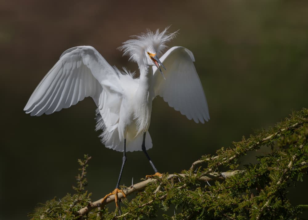 Snowy egret angel by Xiaobing Tian — canvas wall art