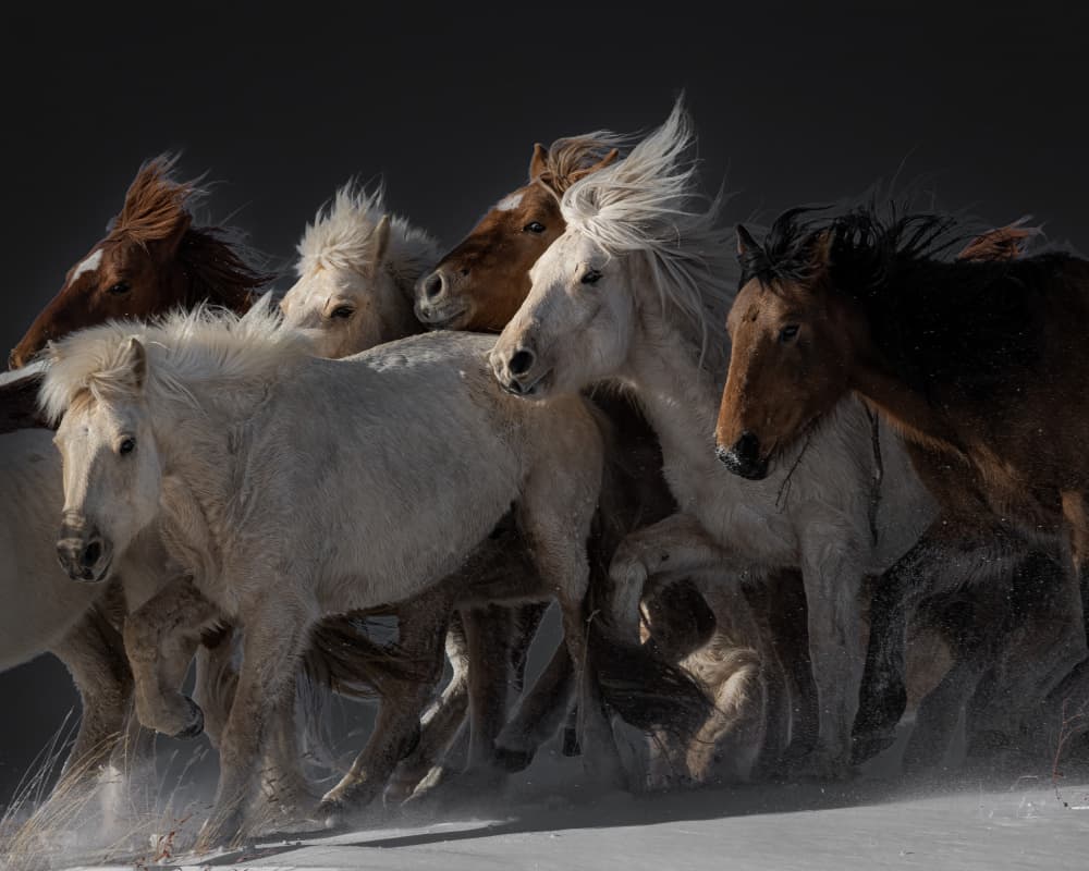 Wild Horses Running by Chuanxu Ren — canvas wall art