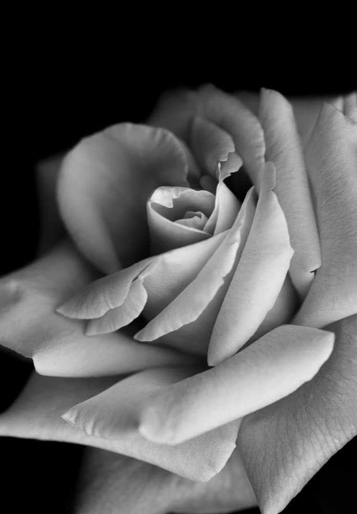 Elegant Monochrome Rose by Makihiko Hayama — canvas wall art