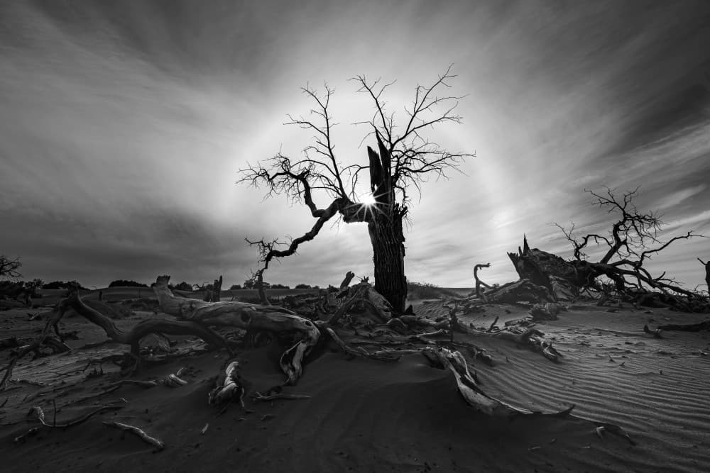 Stark Desert Tree Halo by Yuhan Liao — canvas wall art