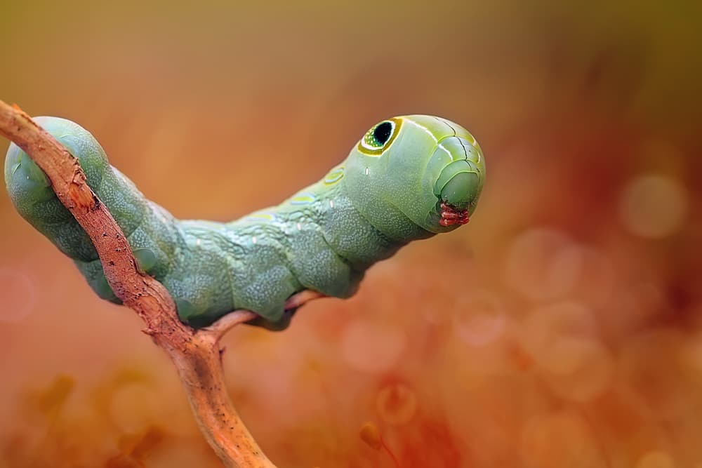 Vibrant Green Caterpillar by Fauzan Maududdin — canvas wall art