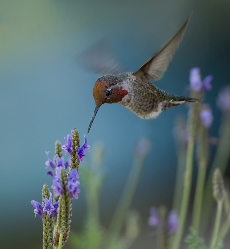 Hummingbird Lavender Nectar by Xiaojian Huang — canvas wall art