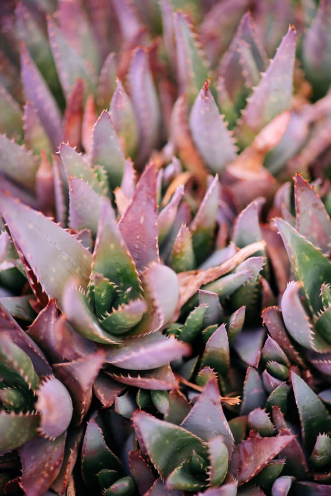 Purple Succulent Garden by Javier Pardina — canvas wall art