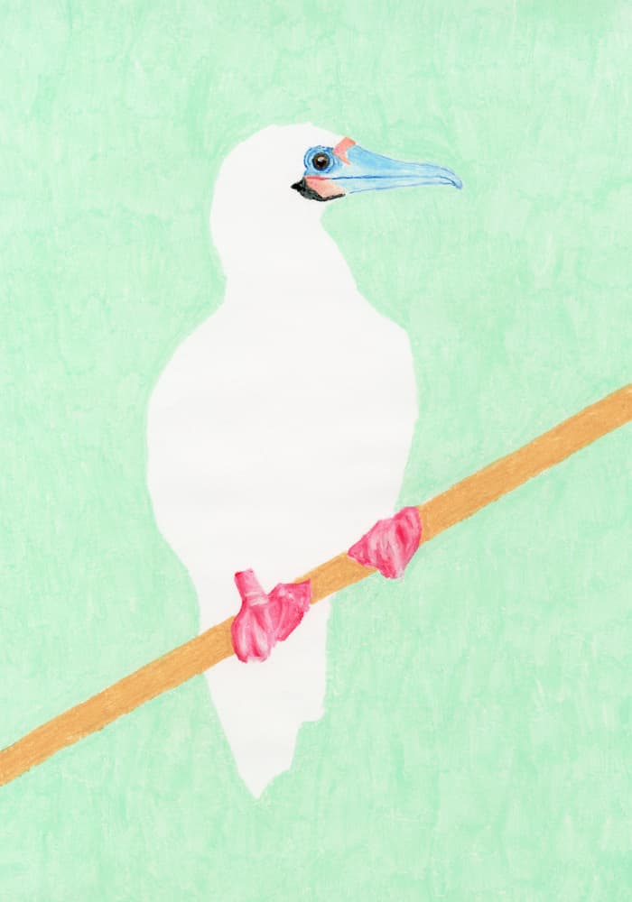 Pink Footed Booby by Martina Scott — canvas wall art