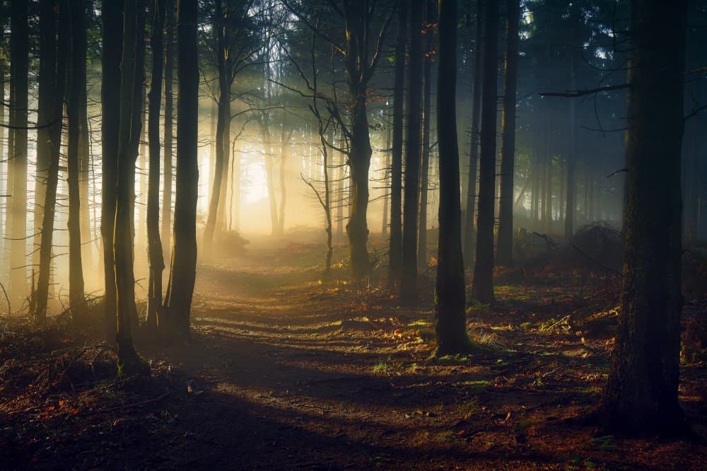 Sunlit Forest Path by Pawel Kado — canvas wall art