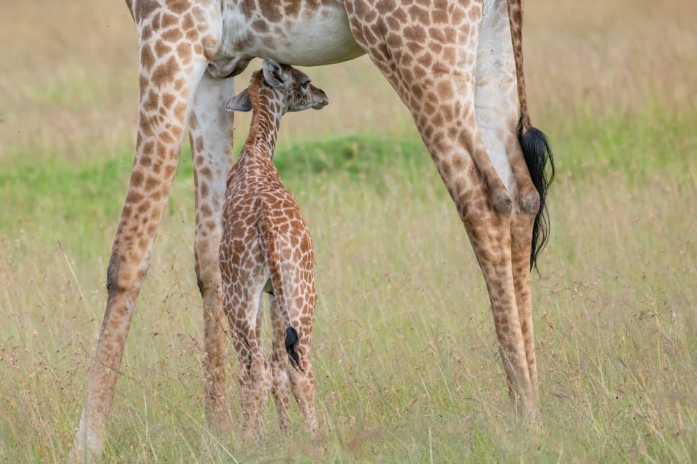 Tender Giraffe Bond by Paul Hsi — canvas wall art
