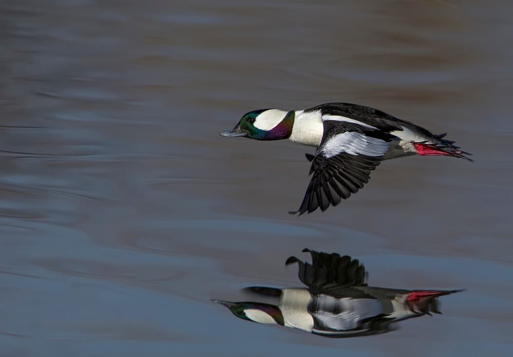 Dynamic Duck Reflection by verdon — canvas wall art