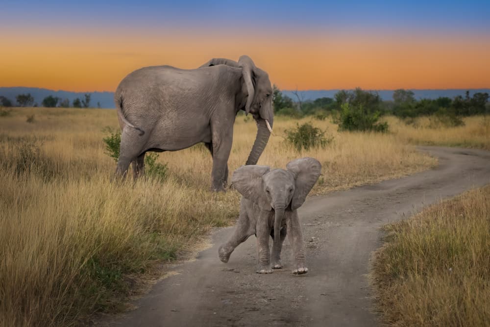 Savannah Elephant Walk by Mark Strom — canvas wall art