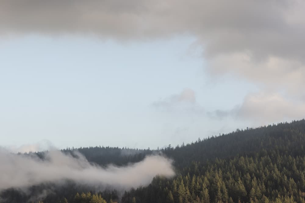 Misty Mountain Forest by Lynann Colligan — canvas wall art