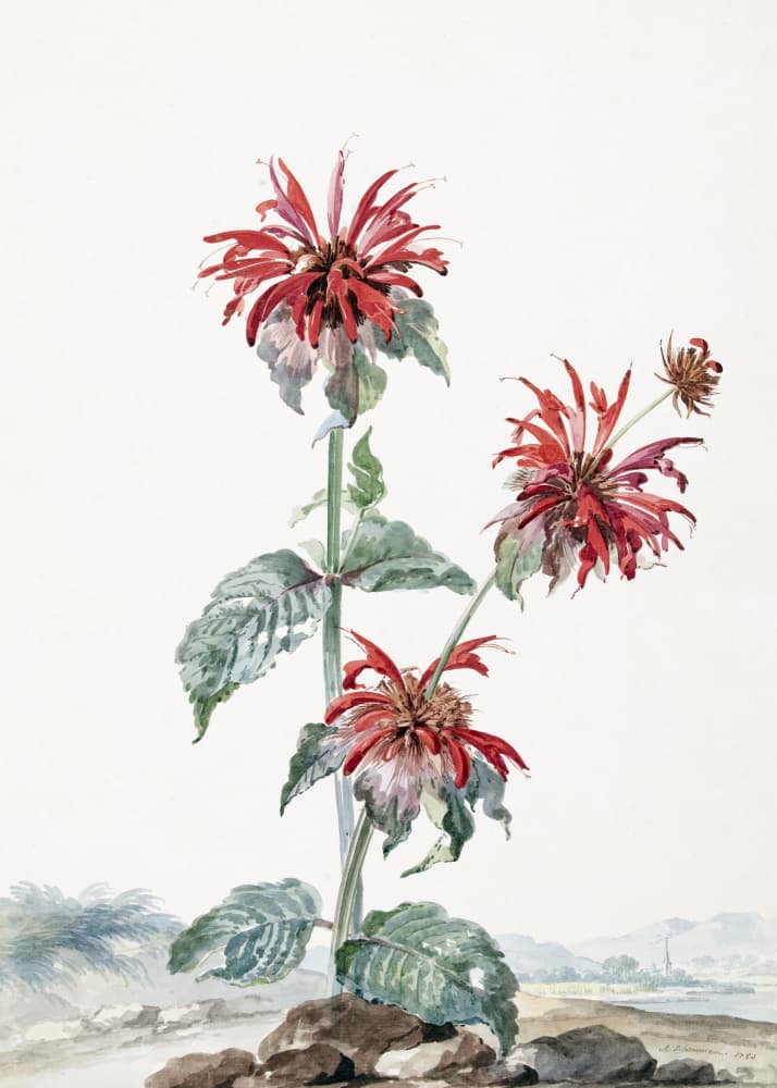 A Red Bergamot In a Landscape by Aert Schouman — canvas wall art