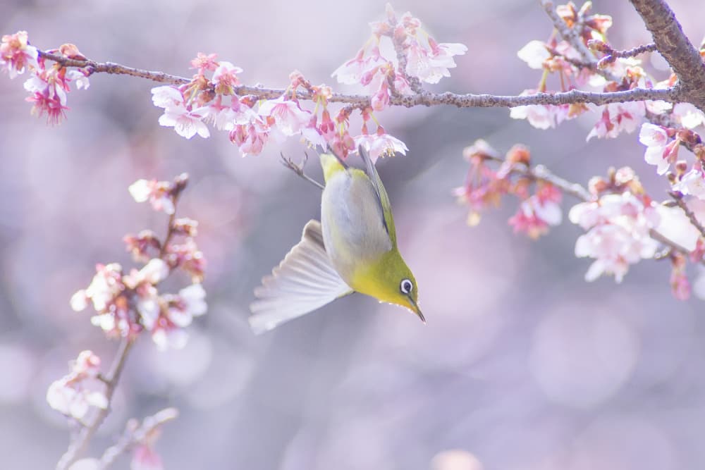 Upside Down Blossom Bird by Takashi Suzuki — canvas wall art