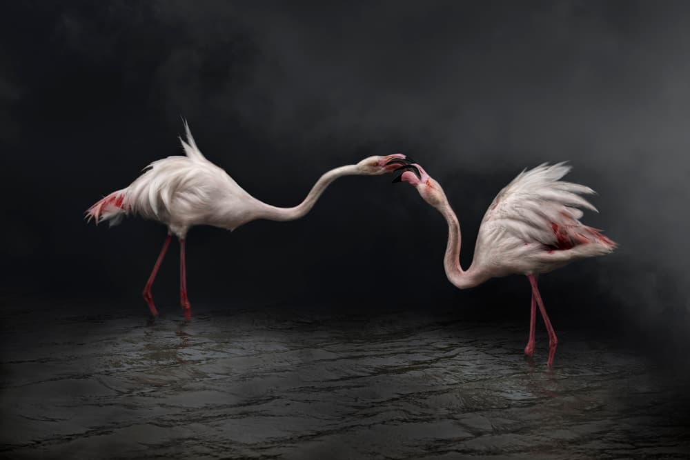 Pink Flamingo Connection by Martine Benezech — canvas wall art