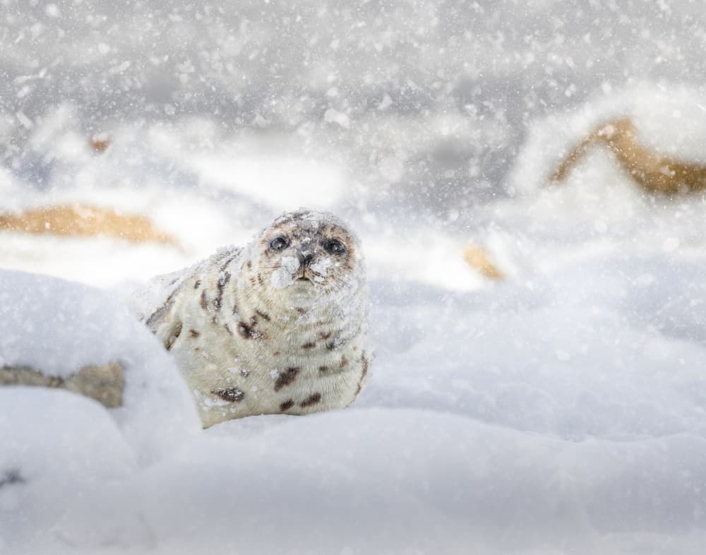 Snowflake Baby Seal by Kimberly — canvas wall art