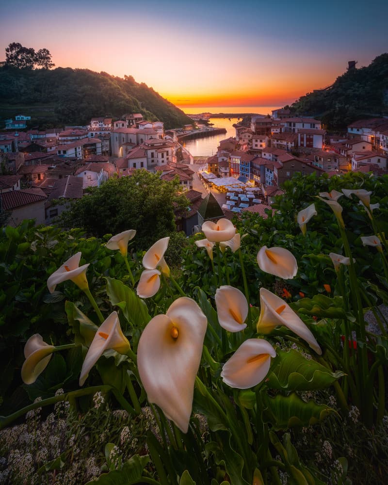 Calla Lilies Coastal Sunset by SANDEEP MATHUR — canvas wall art