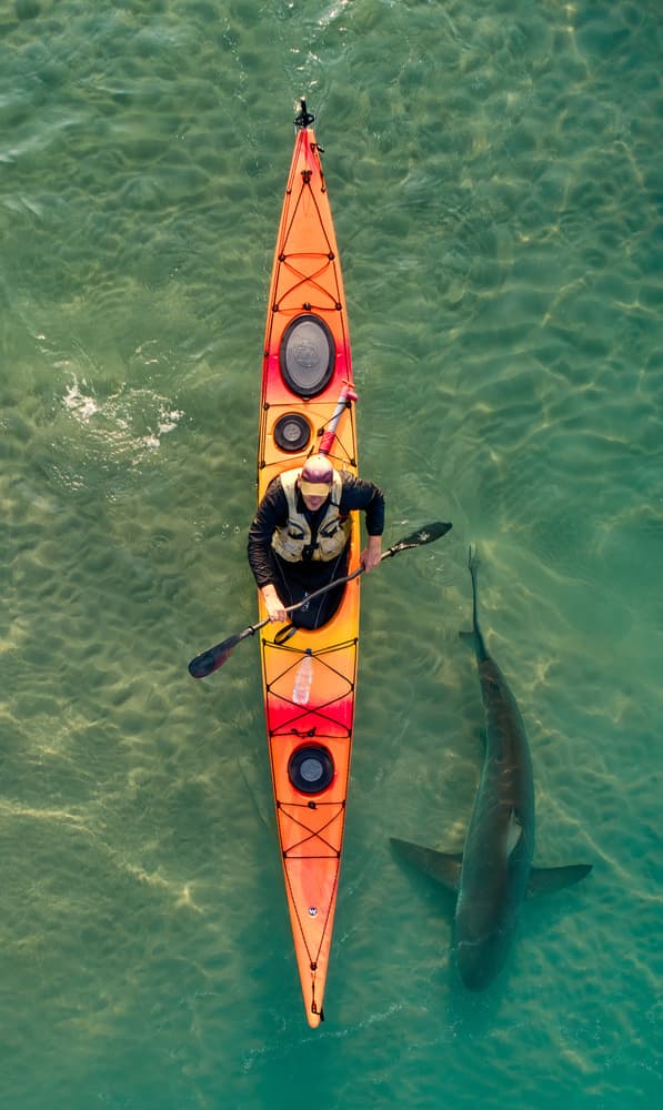 Great White Kayaker by Ido Meirovich — canvas wall art