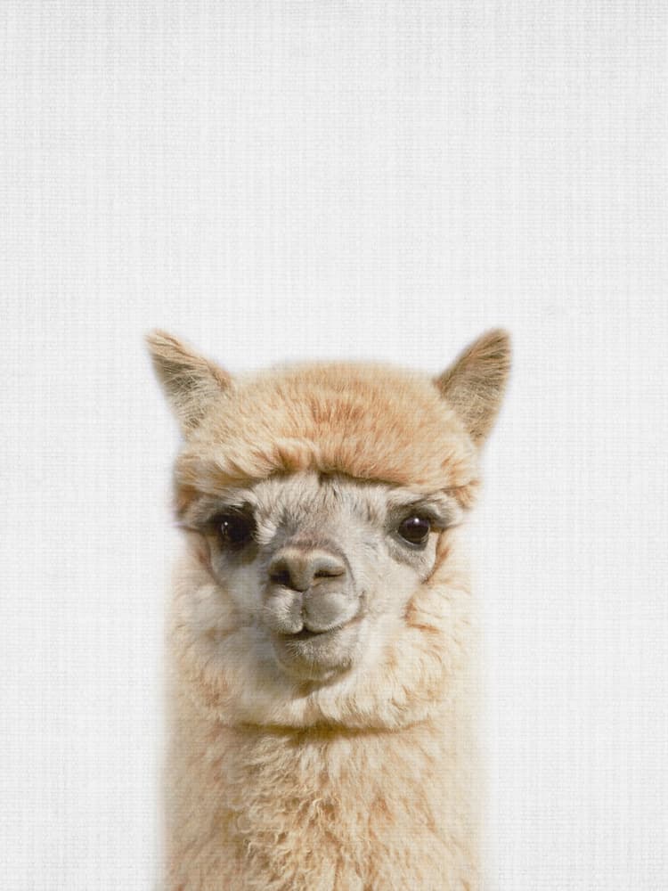 Cute Baby Alpaca by Lila &amp; Lola — canvas wall art