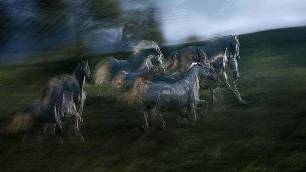 Running Wild Horses by Milan Malovrh — canvas wall art