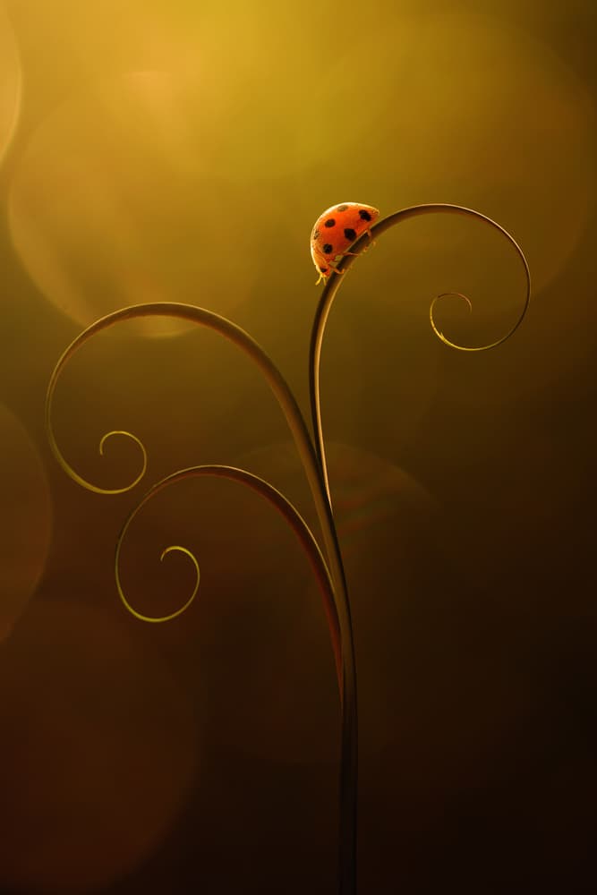 Ladybug On Golden Spiral by Edy Pamungkas — canvas wall art