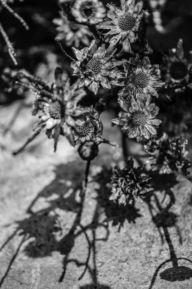 Charcoal Garden by Shot by Clint — canvas wall art