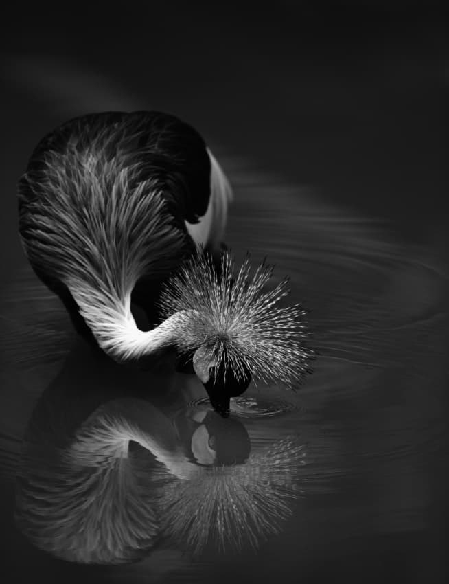 Elegant Crane Reflection by C.S. Tjandra — canvas wall art