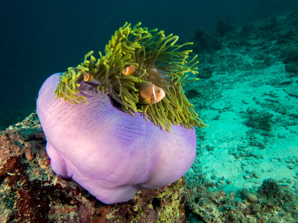 Vibrant Clownfish Anemone by Ilan Ben Tov — canvas wall art