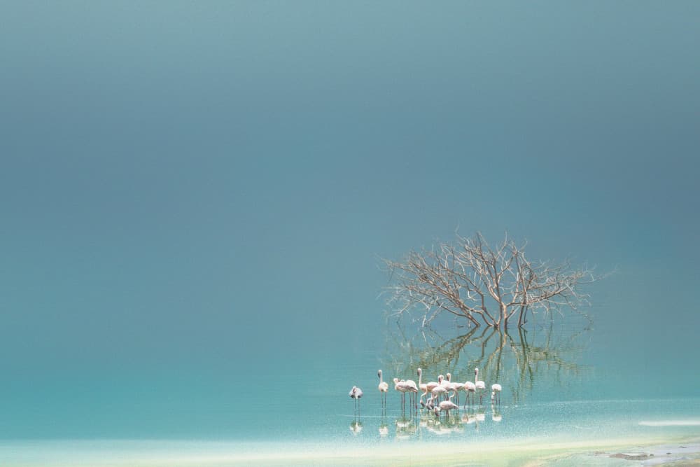 Turquoise Lagoon Flamingos by Yu Mao — canvas wall art