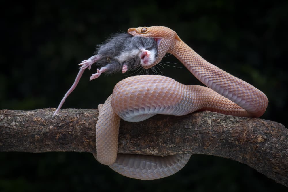 Viper Eating Mouse by Ajar Setiadi — canvas wall art