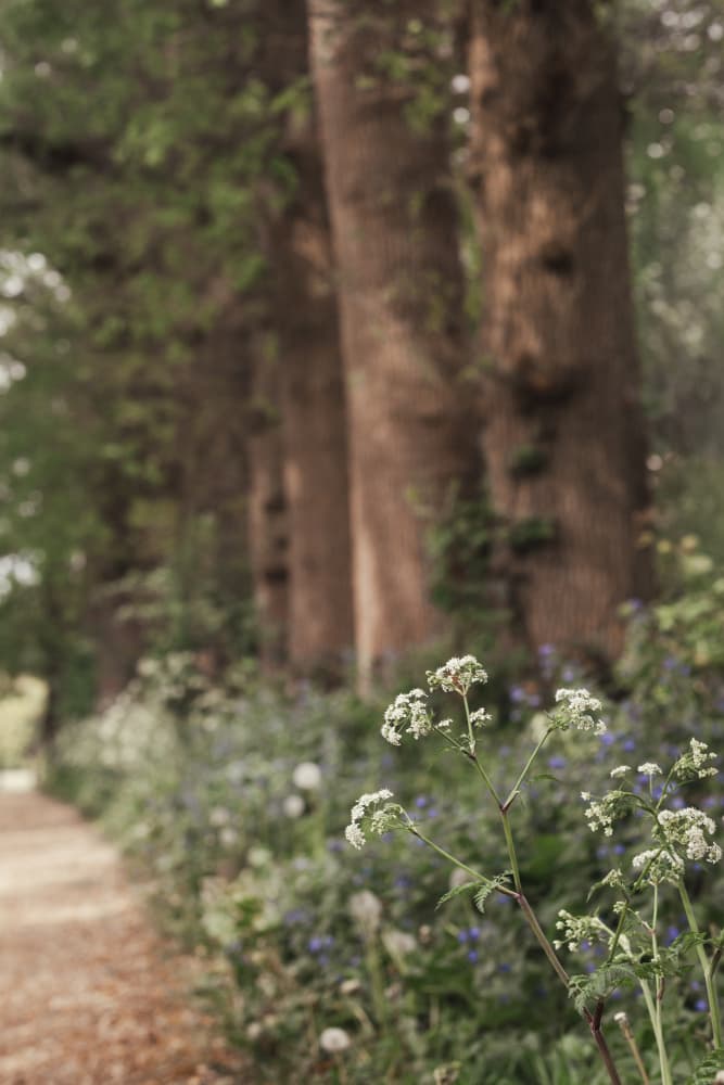 Dreamy Woodland Path by Mayra Pama — canvas wall art