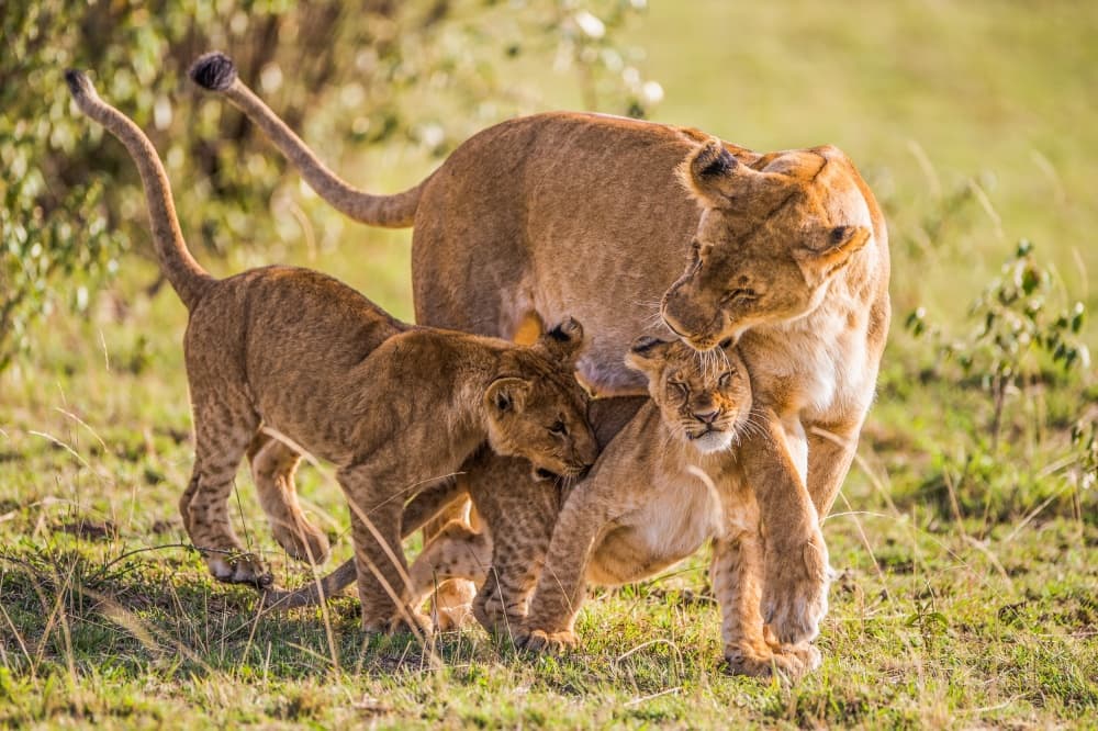 Tender Lion Family by Mohammed Alnaser — canvas wall art