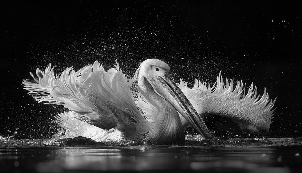 Dynamic Pelican Splash by C.S. Tjandra — canvas wall art
