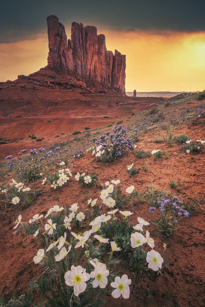 Monument Valley Flowers by Willa Wei — canvas wall art