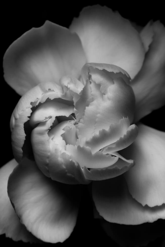 Soft Monochrome Flower by Francisco Ross — canvas wall art