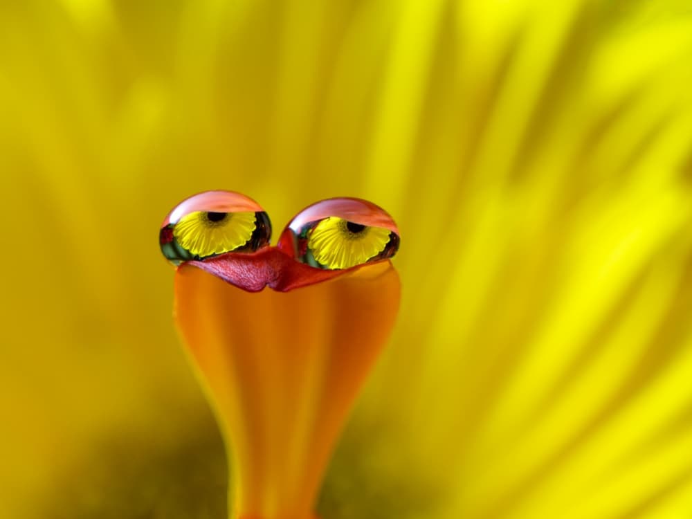 Flower Droplet Eyes by Štefan Csontos — canvas wall art