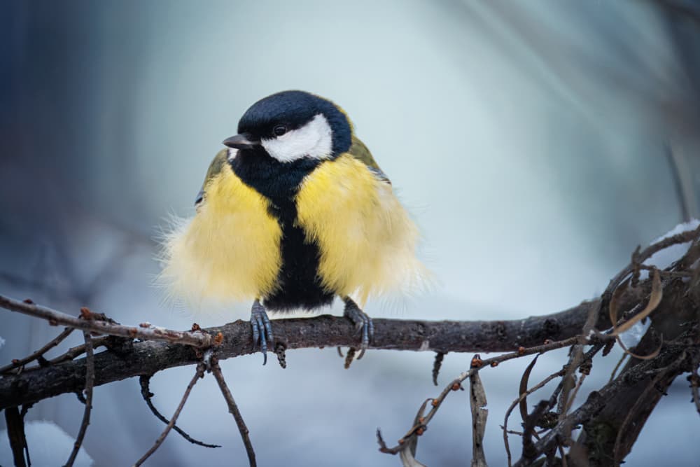 Great Tit In Snow by Photographer — canvas wall art