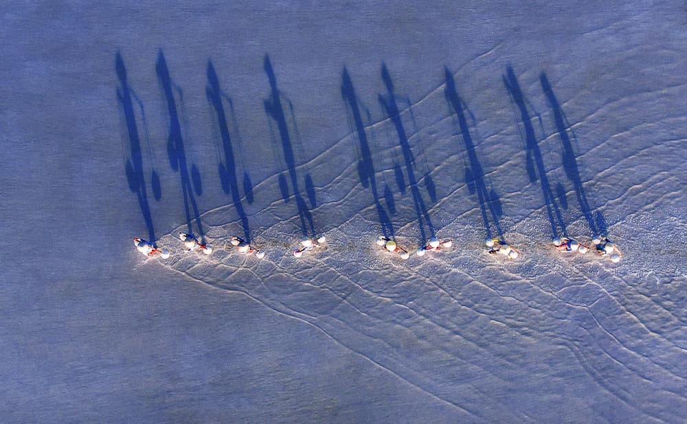 Wading With Long Shadows by Nguyen Tan Tuan — canvas wall art