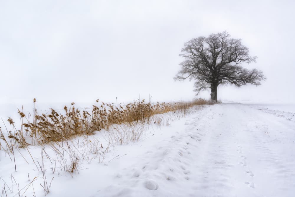Solitary Winter Tree by Ludwig Riml — canvas wall art