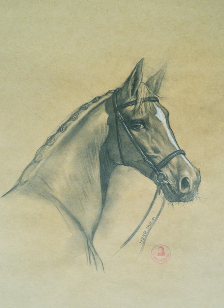 Noble Horse Portrait