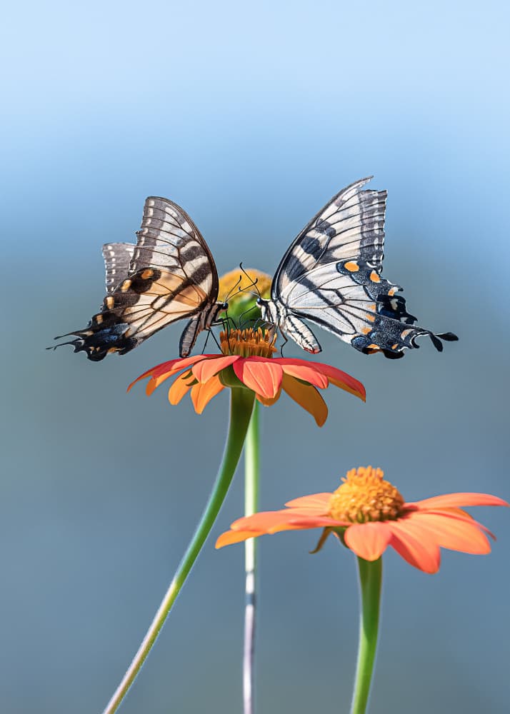 Swallowtails on Orange Bloom by Ivy Deng — canvas wall art