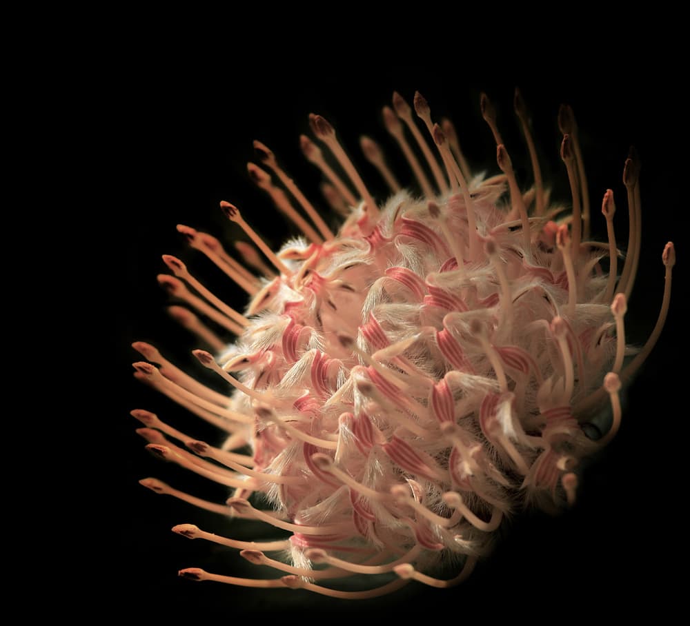 Luminous Pincushion Protea by Robin Wechsler — canvas wall art