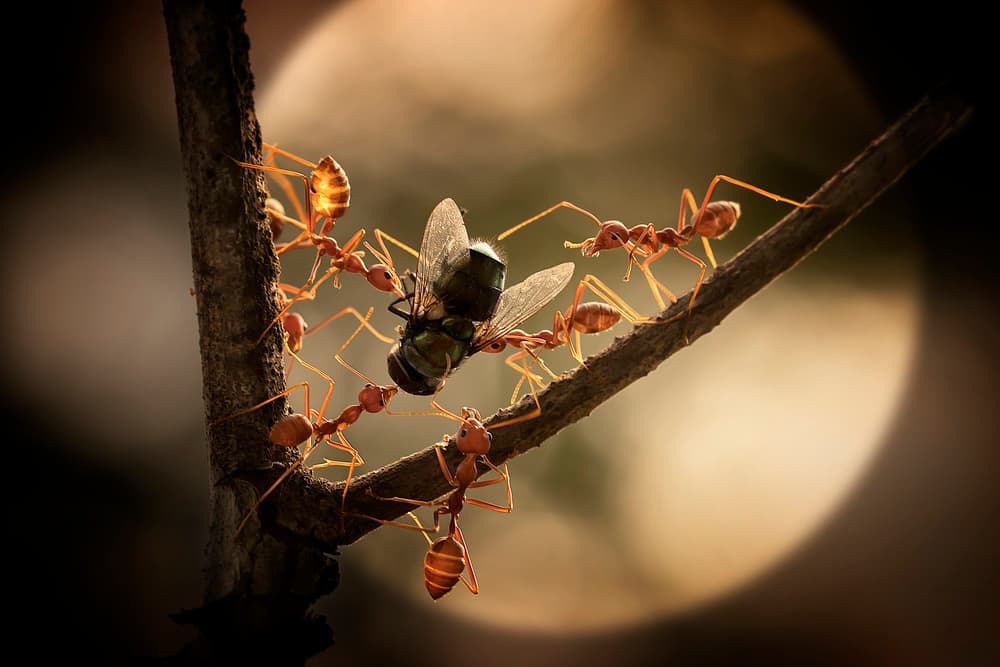 Weaver Ants Capture Fly by Fauzan Maududdin — canvas wall art